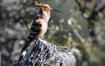 Close-up of bird perching on tree