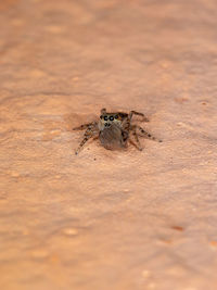 Close-up of spider