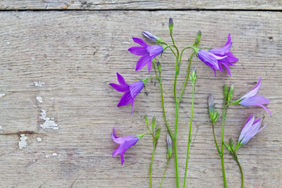 Close-up of purple flowering plant leaves on wood