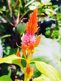 Close-up of flower blooming outdoors