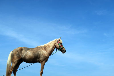 Low angle view of horse against sky