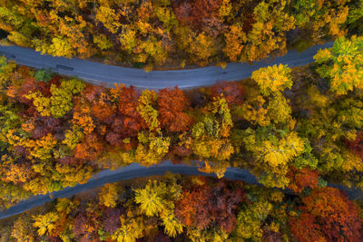 Aerial view of road amidst trees in forest during autumn