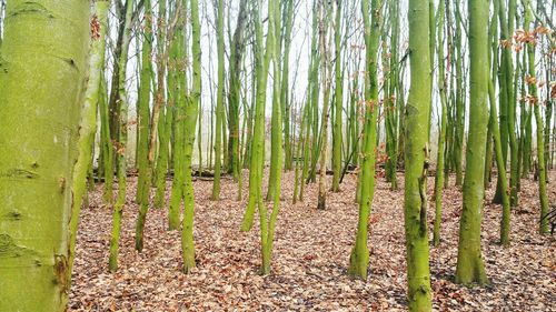 Full frame shot of bamboo trees in forest