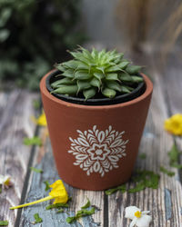 Close-up of succulent plant in pot