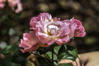 Close-up of pink rose