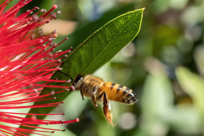 Close-up of bee pollinating flower