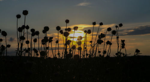 Close-up of plants growing on field against sky during sunset
