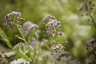 Close-up of purple flowering plants