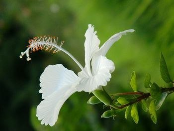 Close-up of flower