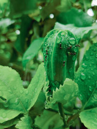 Close-up of insect on leaf
