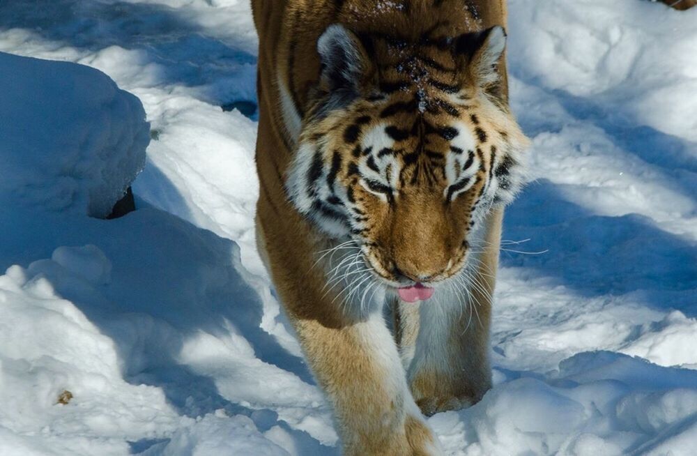 PORTRAIT OF TIGER LOOKING AT SNOW