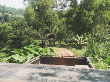 View of cat on road amidst trees in forest