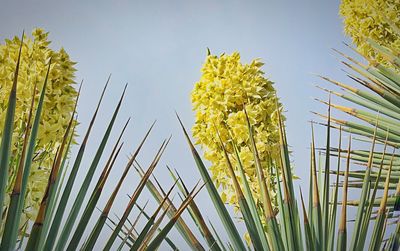 Low angle view of flowers growing in field