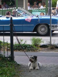 Portrait of dog sitting in car