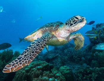 Fish swimming in sea