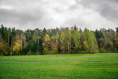 Trees on field against sky