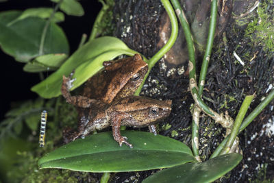 Close-up of frog on leaves