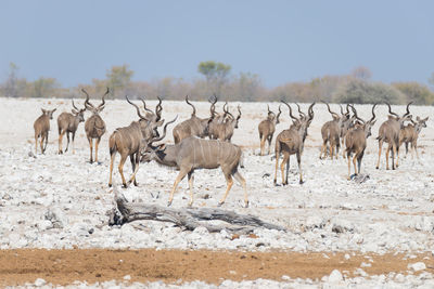 Kudus standing on ground against sky