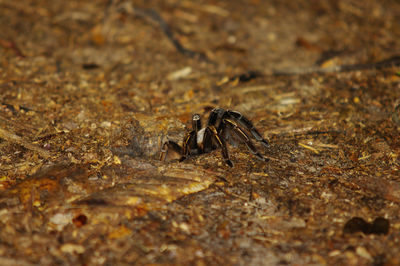 Close-up of spider on rock