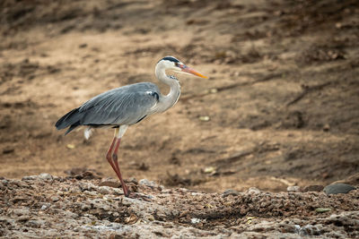 Grey heron stands on shingle in profile