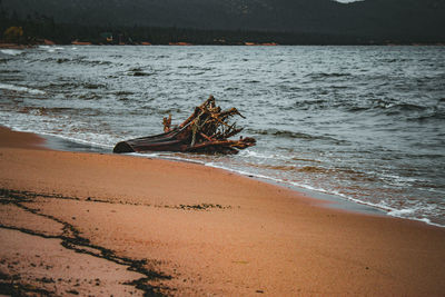 Driftwood on beach