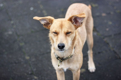 High angle portrait of dog standing outdoors