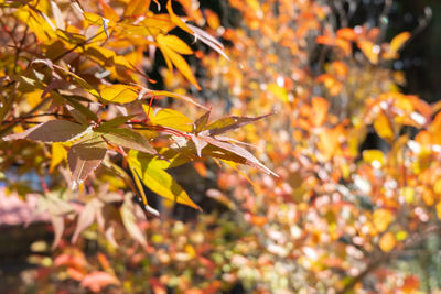 Close-up of yellow maple leaves