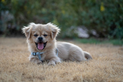 Portrait of dog on field puppy yawning 