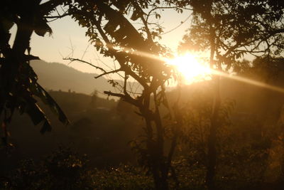 sunlight