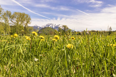 Yellow flowering plants on field against sky