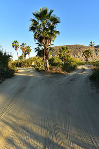 Palm trees on road against clear sky