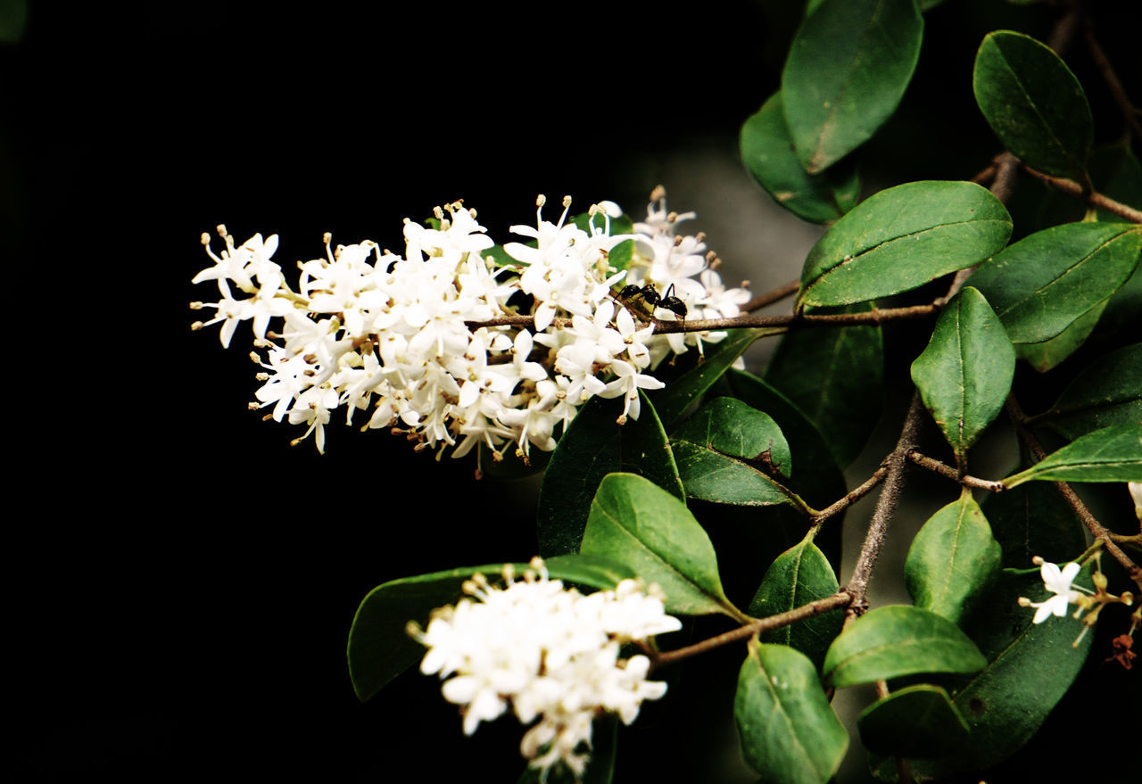 CLOSE-UP OF WHITE FLOWERING PLANT IN BLACK BACKGROUND