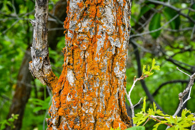 Close-up of moss growing on tree trunk