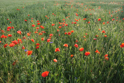 Red poppy flowers in field