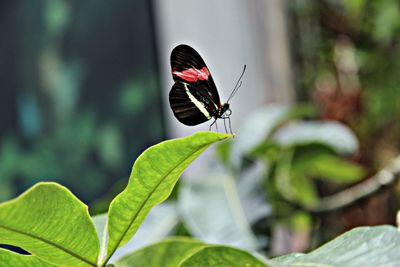 Close-up of butterfly perching on leaf