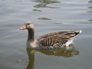 Close-up of duck swimming in lake