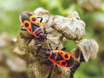 Close-up of bugs on plant