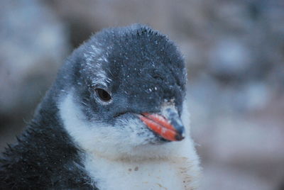 Magic nature in antarctic