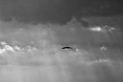 Low angle view of bird flying against sky