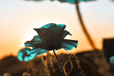 Close-up of flower against sky during sunset