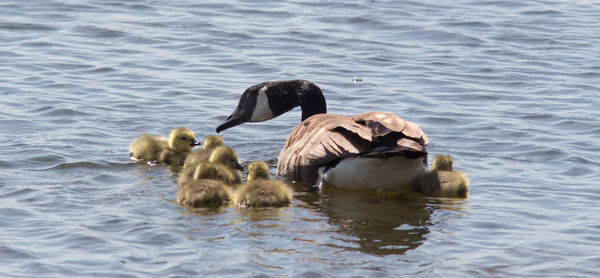 Ducks in a lake