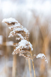 Close-up of frozen plant