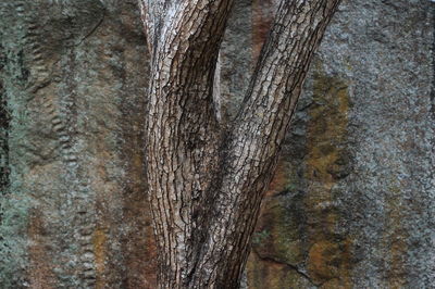 Close-up of tree trunk