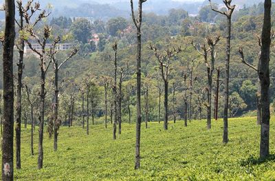 Scenic view of forest