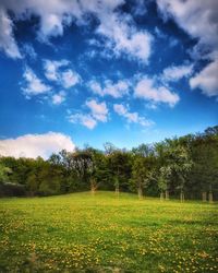 Trees on field against sky