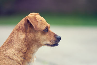 Close-up of dog looking away