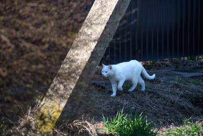 High angle view of cat walking on street