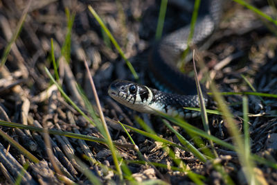 Close-up of snake on field