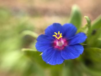 Close-up of purple flower blooming outdoors