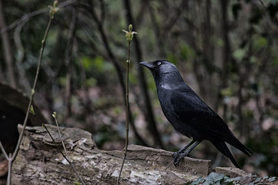 Close-up of raven